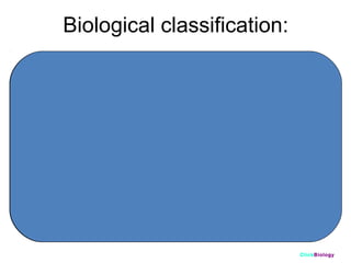 Biological classification:
Kingdom
Phylum

Chordata

Class
Taxonomic
ranks

Animalia

Mammalia

Order

Carnivore

Family

Felidae

Genus

Panthera

Species

Panthera pardus

pardus
ClickBiology

 