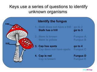 Keys use a series of questions to identify
unknown organisms
cap

Identify the fungus
1. Stalk does not have a frill
Stalk has a frill
2. Stem is brown
Stem is yellow

frill

go to 2
go to 3
Fungus A
Fungus B

3. Cap has spots
Cap does not have spots

go to 4
Fungus C

4. Cap is red
Cap is brown

Fungus D
Fungus E

ClickBiology

 