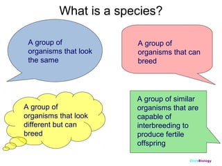 What is a species?
A group of
organisms that look
the same

A group of
organisms that look
different but can
breed

A group of
organisms that can
breed

A group of similar
organisms that are
capable of
interbreeding to
produce fertile
offspring
ClickBiology

 