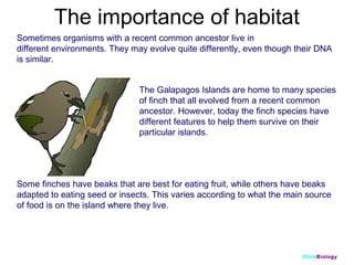 The importance of habitat
Sometimes organisms with a recent common ancestor live in
different environments. They may evolve quite differently, even though their DNA
is similar.
The Galapagos Islands are home to many species
of finch that all evolved from a recent common
ancestor. However, today the finch species have
different features to help them survive on their
particular islands.

Some finches have beaks that are best for eating fruit, while others have beaks
adapted to eating seed or insects. This varies according to what the main source
of food is on the island where they live.

ClickBiology

 