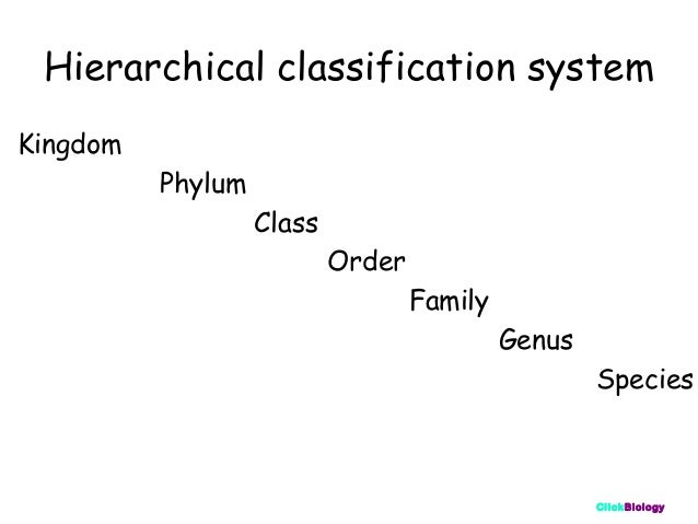 Printables Biological Classification Worksheet classification and keys nervous coordination clickbiology 26 hierarchical classification