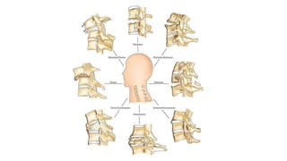 Classification and mechanism of subaxial cervical spine injuries.pptx