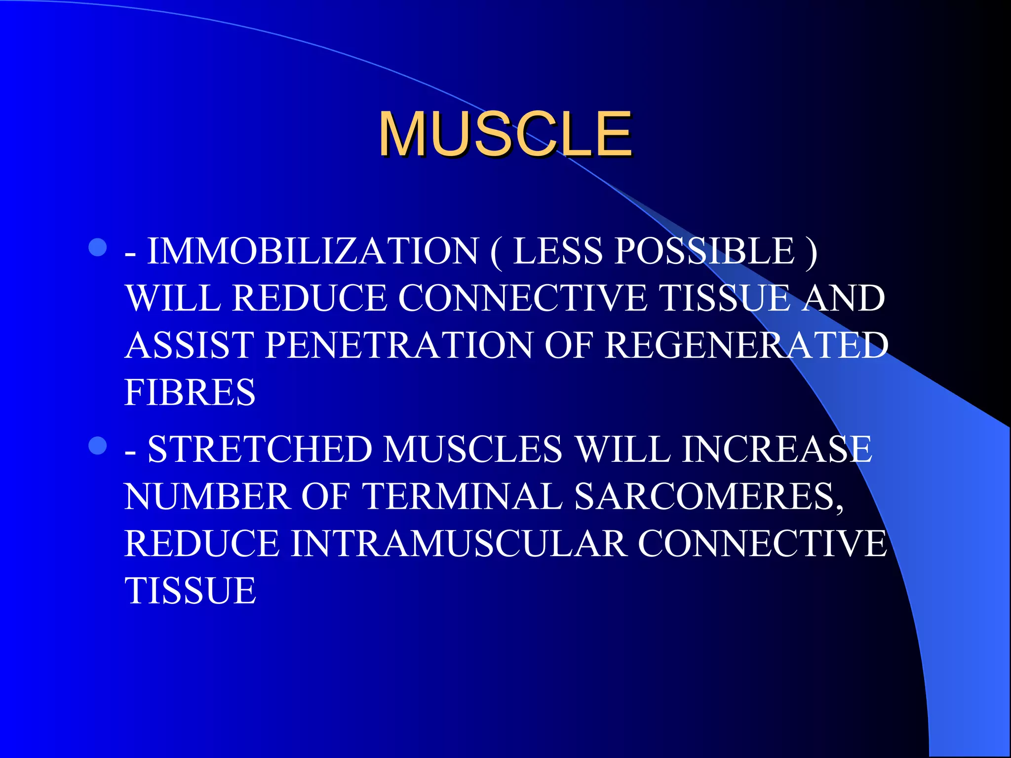 MUSCLE - IMMOBILIZATION ( LESS POSSIBLE ) WILL REDUCE CONNECTIVE TISSUE AND ASSIST PENETRATION OF REGENERATED FIBRES - STRETCHED MUSCLES WILL INCREASE NUMBER OF TERMINAL SARCOMERES, REDUCE INTRAMUSCULAR CONNECTIVE TISSUE 