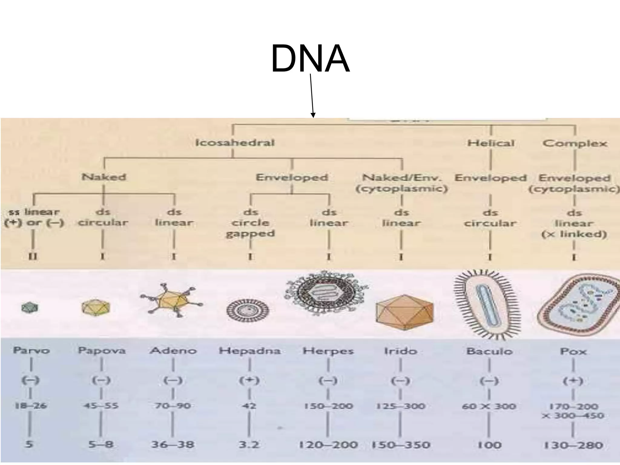 DNA
 