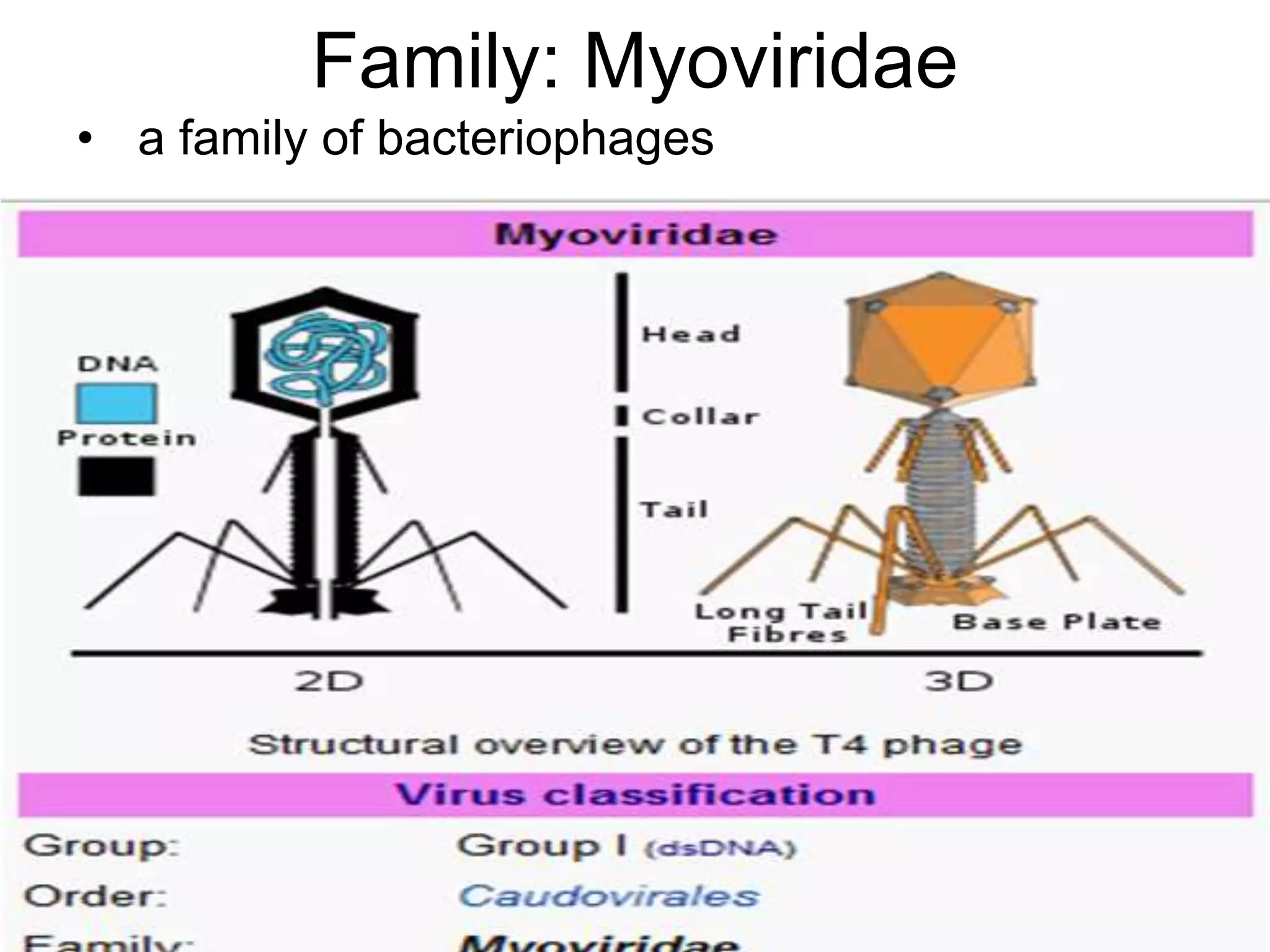 Family: Myoviridae
• a family of bacteriophages
nonenveloped
consist of a head and a tail separated by a neck
head has a diameter of 50–110 nm
icosahedral symmetry
it is composed of 152 capsomers that are hexagonal
in outline.
tubular tail has helical symmetry and is 16-20
nm in diameter
It consists of a central tube, a contractile
sheath, a collar, a base plate, six tail pins and
six long fibers. It is similar to Tectiviridae
 