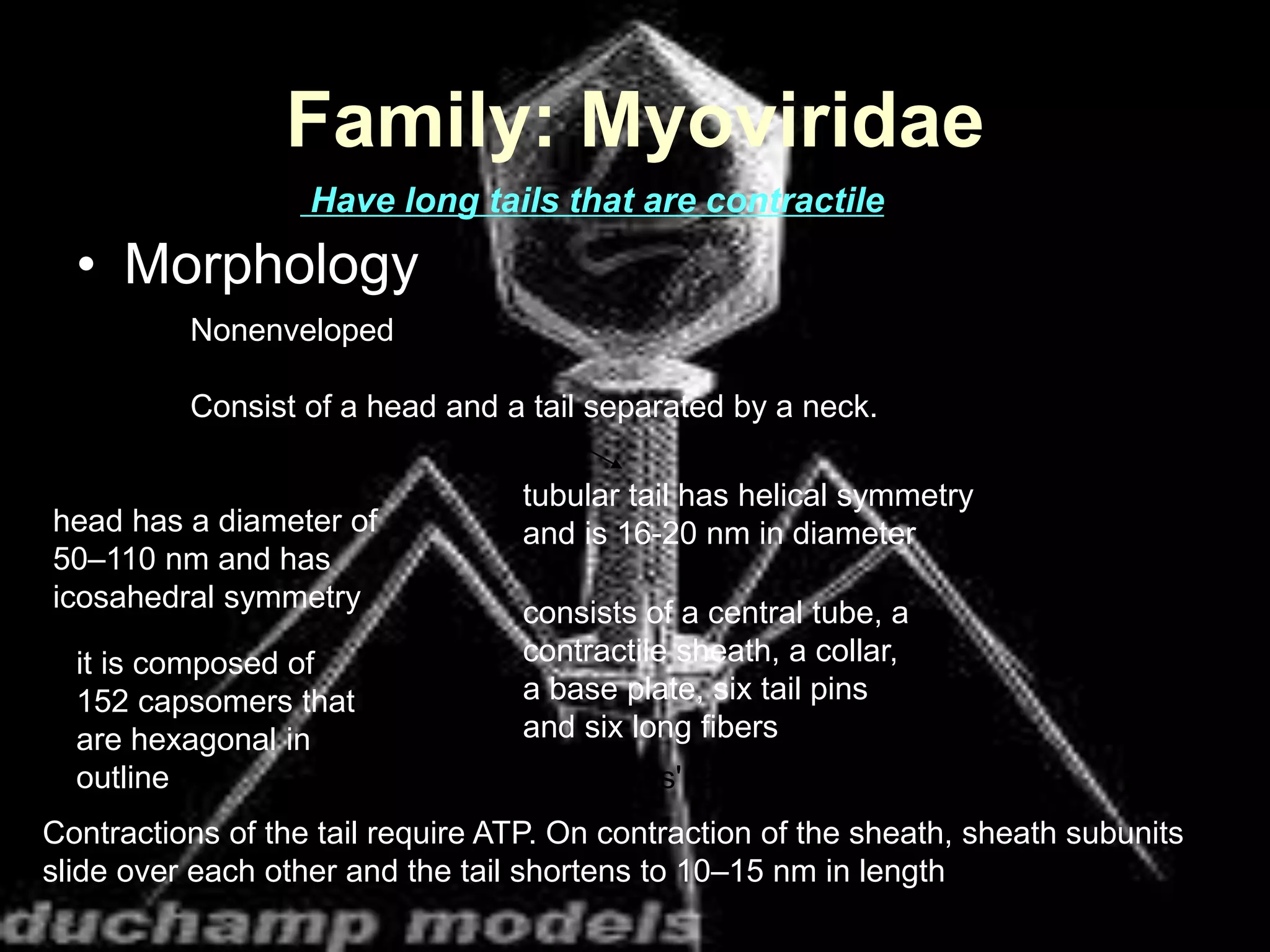 Family: Myoviridae
• Morphology
Nonenveloped
Consist of a head and a tail separated by a neck.
head has a diameter of
50–110 nm and has
icosahedral symmetry
it is composed of
152 capsomers that
are hexagonal in
outline
tubular tail has helical symmetry
and is 16-20 nm in diameter
consists of a central tube, a
contractile sheath, a collar,
a base plate, six tail pins
and six long fibers
a myovirus' tail is permanent
Contractions of the tail require ATP. On contraction of the sheath, sheath subunits
slide over each other and the tail shortens to 10–15 nm in length
Have long tails that are contractile
 
