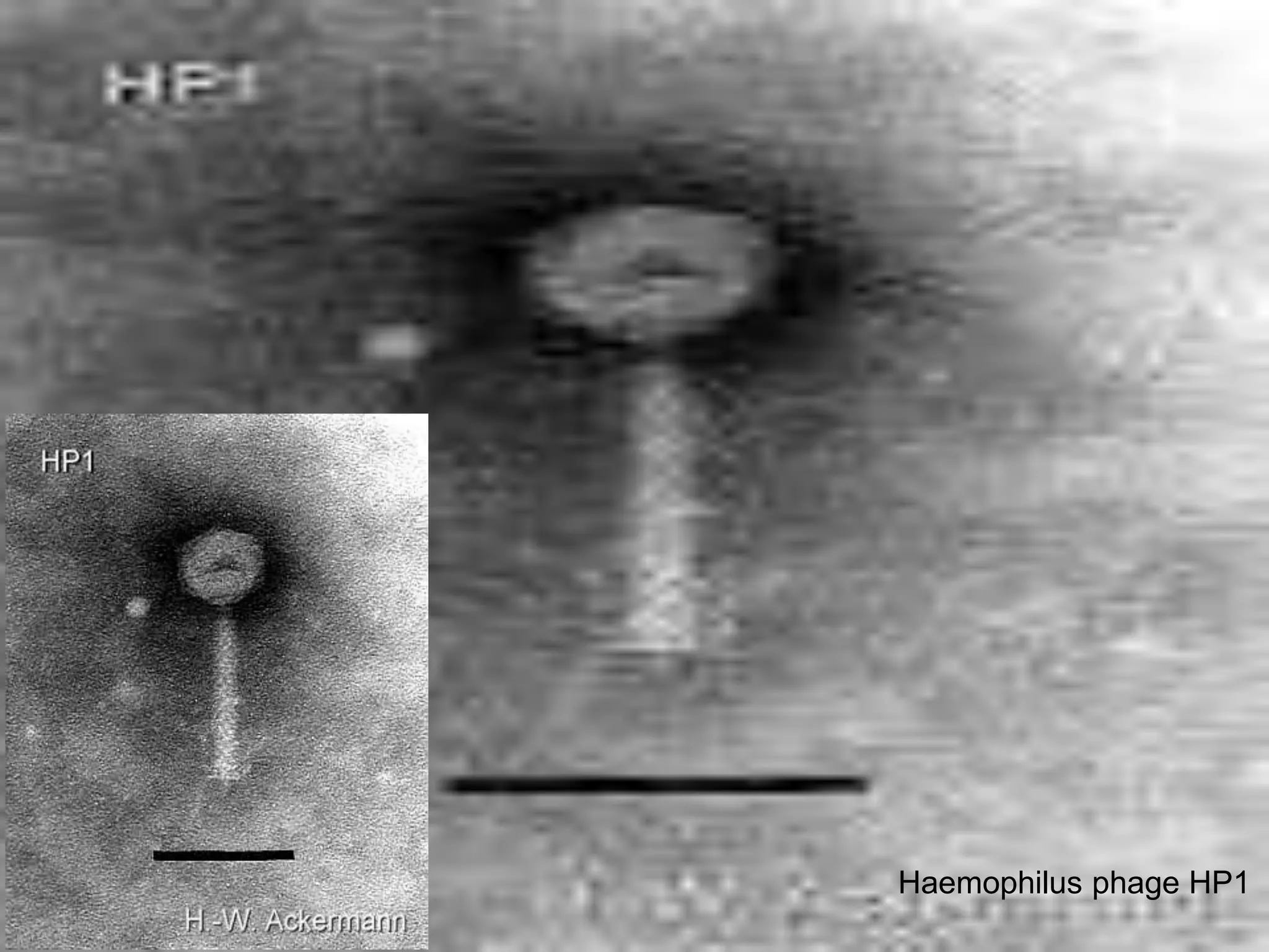 Haemophilus phage HP1
 