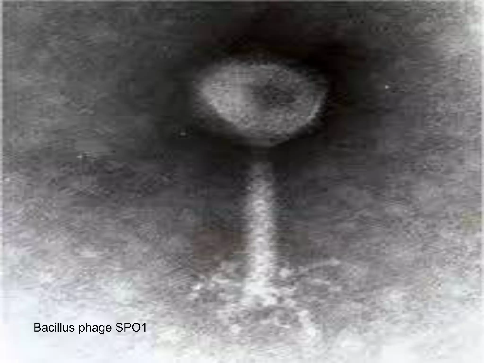 Bacillus phage SPO1
 