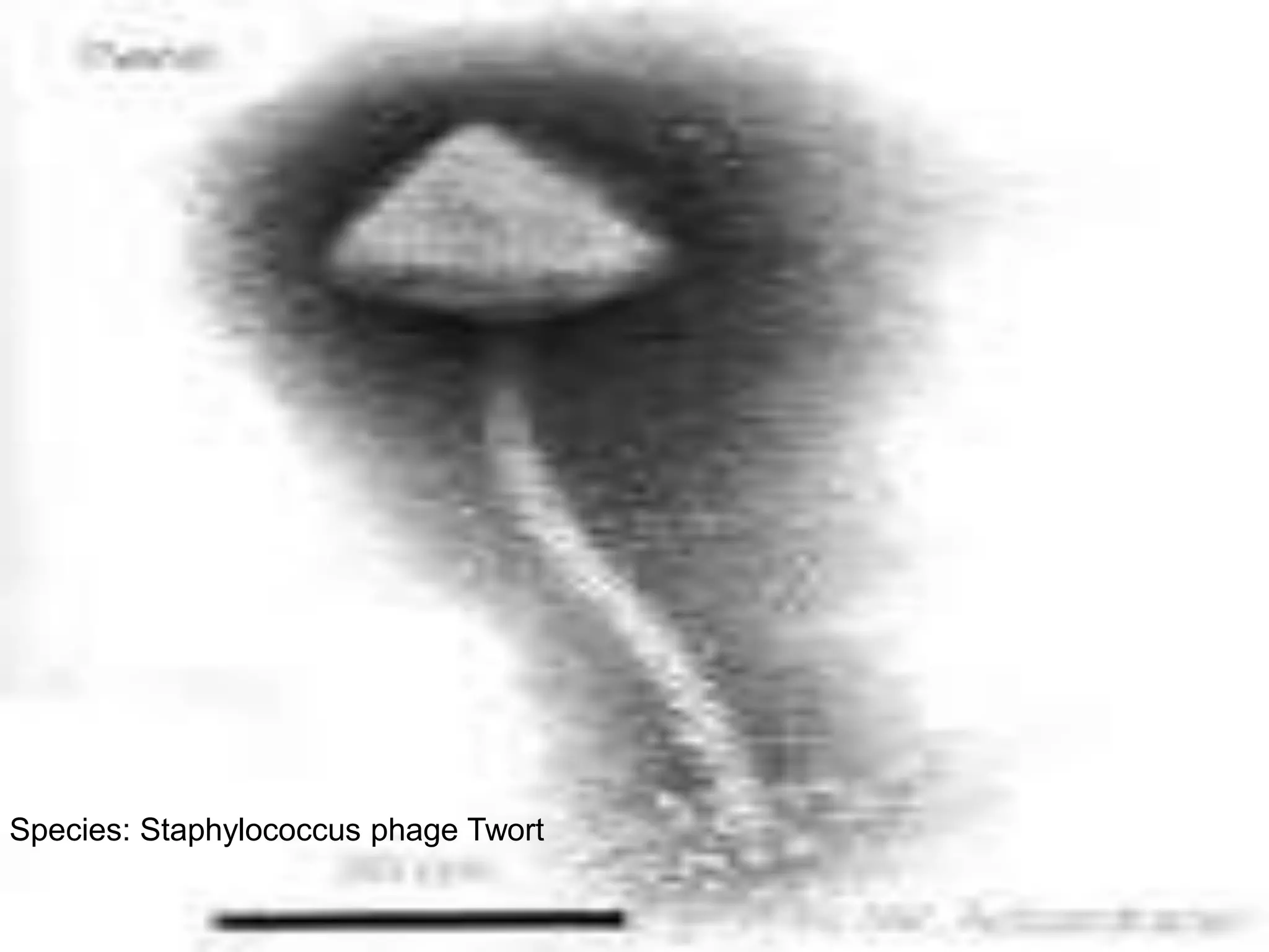 Species: Staphylococcus phage Twort
 