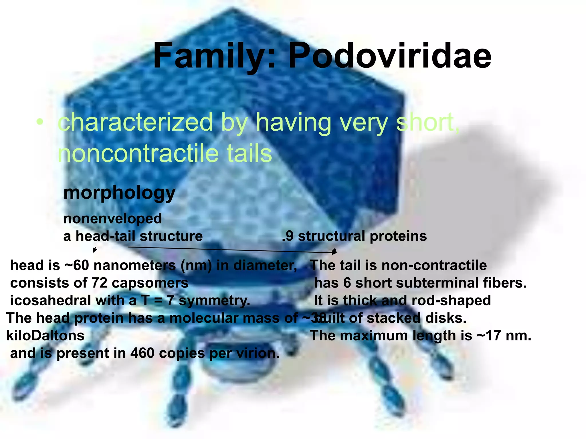 Family: Podoviridae
• characterized by having very short,
noncontractile tails
morphology
nonenveloped
a head-tail structure .9 structural proteins
head is ~60 nanometers (nm) in diameter,
consists of 72 capsomers
icosahedral with a T = 7 symmetry.
The head protein has a molecular mass of ~38
kiloDaltons
and is present in 460 copies per virion.
The tail is non-contractile
has 6 short subterminal fibers.
It is thick and rod-shaped
built of stacked disks.
The maximum length is ~17 nm.
 