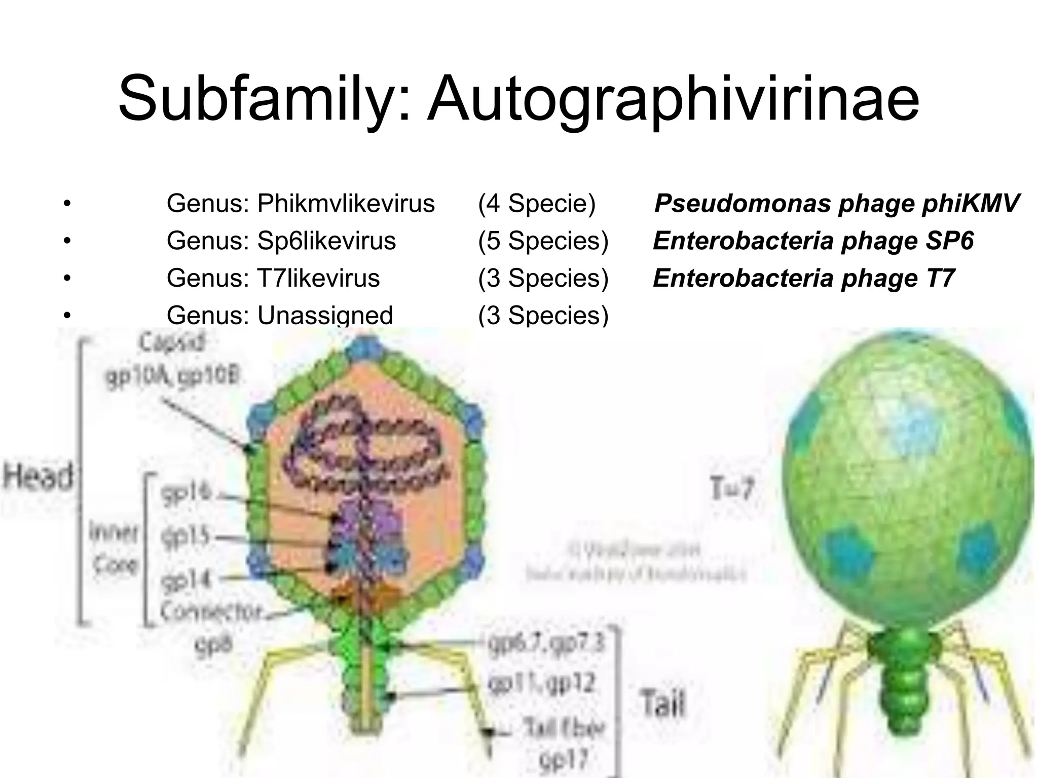 Subfamily: Autographivirinae
• Genus: Phikmvlikevirus (4 Specie) Pseudomonas phage phiKMV
• Genus: Sp6likevirus (5 Species) Enterobacteria phage SP6
• Genus: T7likevirus (3 Species) Enterobacteria phage T7
• Genus: Unassigned (3 Species)
 