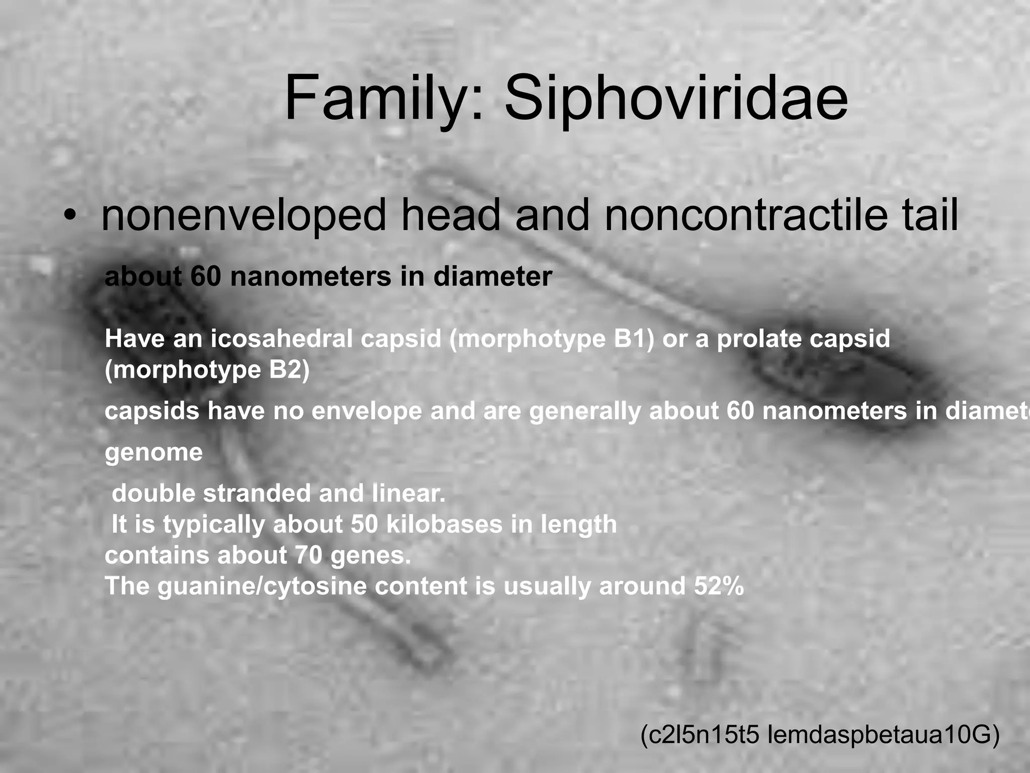 Family: Siphoviridae
• nonenveloped head and noncontractile tail
about 60 nanometers in diameter
Have an icosahedral capsid (morphotype B1) or a prolate capsid
(morphotype B2)
double stranded and linear.
It is typically about 50 kilobases in length
contains about 70 genes.
The guanine/cytosine content is usually around 52%
(c2l5n15t5 lemdaspbetaua10G)
genome
capsids have no envelope and are generally about 60 nanometers in diamete
 