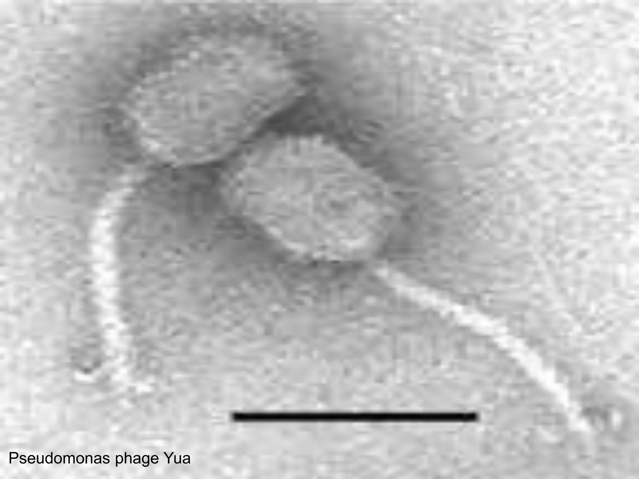 Pseudomonas phage Yua
 