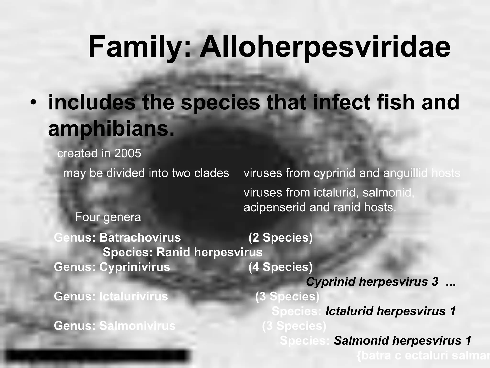 Family: Alloherpesviridae
• includes the species that infect fish and
amphibians.
created in 2005
Four genera
Genus: Batrachovirus (2 Species)
Species: Ranid herpesvirus
Genus: Cyprinivirus (4 Species)
Cyprinid herpesvirus 3 ...
Genus: Ictalurivirus (3 Species)
Species: Ictalurid herpesvirus 1
Genus: Salmonivirus (3 Species)
Species: Salmonid herpesvirus 1
{batra c ectaluri salman
may be divided into two clades viruses from cyprinid and anguillid hosts
viruses from ictalurid, salmonid,
acipenserid and ranid hosts.
 