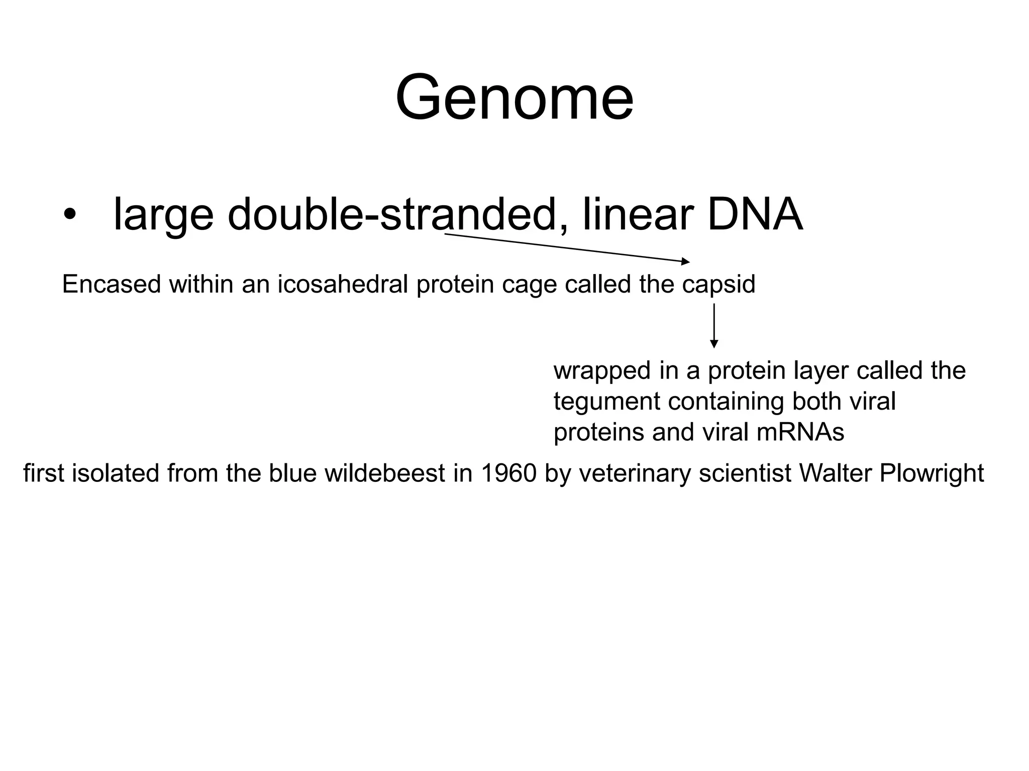 Genome
• large double-stranded, linear DNA
Encased within an icosahedral protein cage called the capsid
wrapped in a protein layer called the
tegument containing both viral
proteins and viral mRNAs
first isolated from the blue wildebeest in 1960 by veterinary scientist Walter Plowright
 