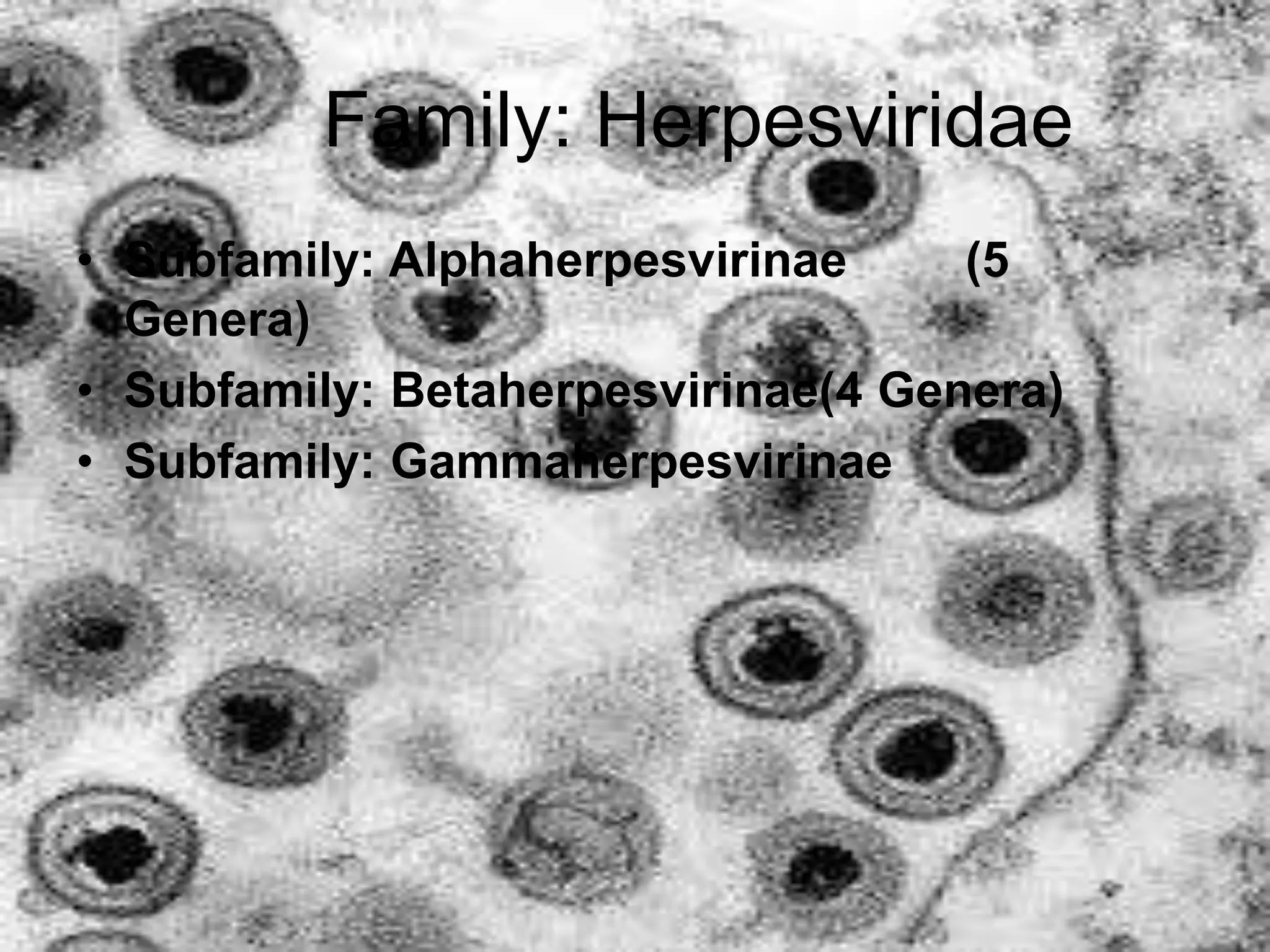 Family: Herpesviridae
• Subfamily: Alphaherpesvirinae (5
Genera)
• Subfamily: Betaherpesvirinae(4 Genera)
• Subfamily: Gammaherpesvirinae
 