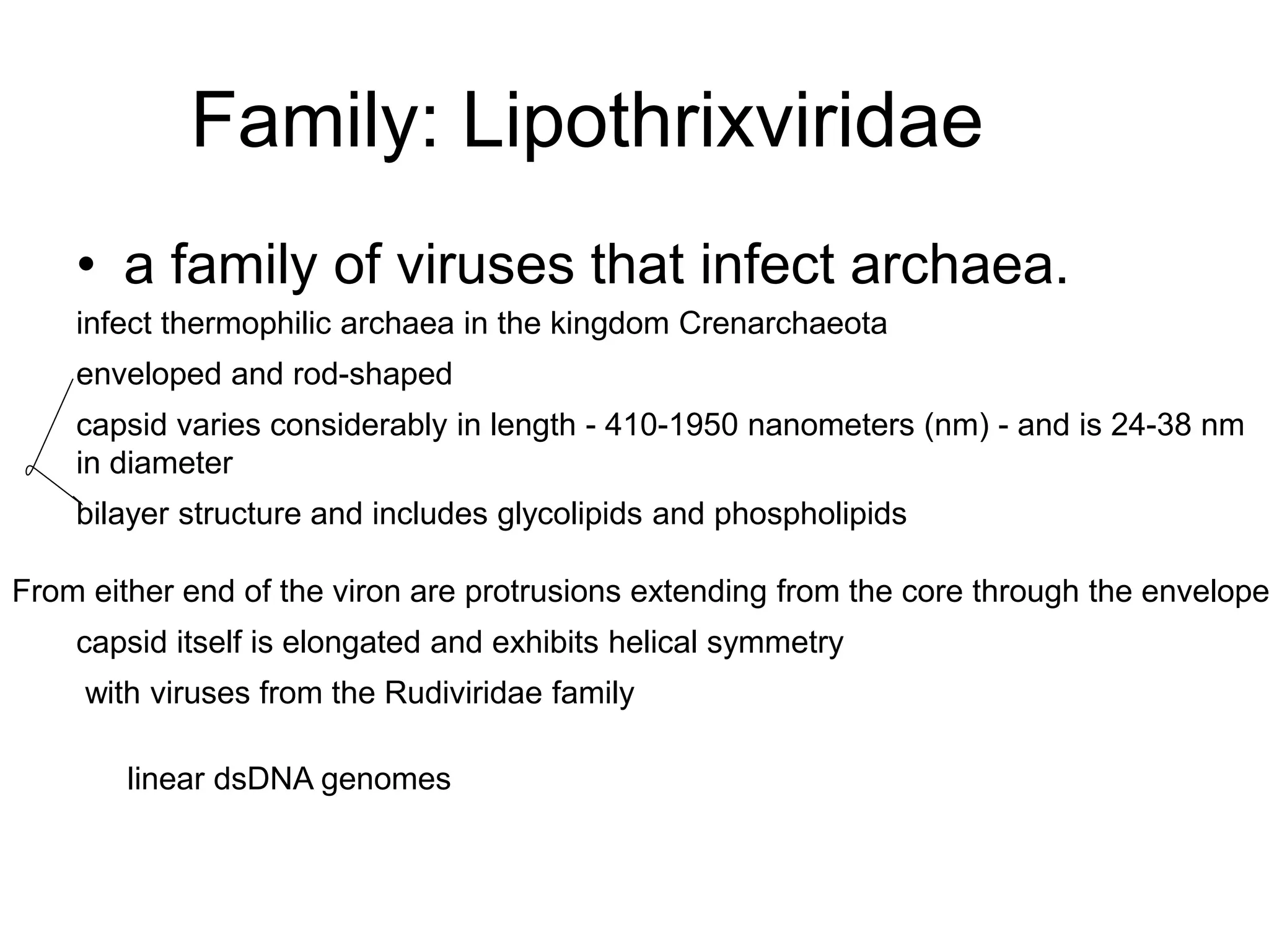 Family: Lipothrixviridae
• a family of viruses that infect archaea.
infect thermophilic archaea in the kingdom Crenarchaeota
enveloped and rod-shaped
capsid varies considerably in length - 410-1950 nanometers (nm) - and is 24-38 nm
in diameter
bilayer structure and includes glycolipids and phospholipids
From either end of the viron are protrusions extending from the core through the envelope
capsid itself is elongated and exhibits helical symmetry
with viruses from the Rudiviridae family
linear dsDNA genomes
 