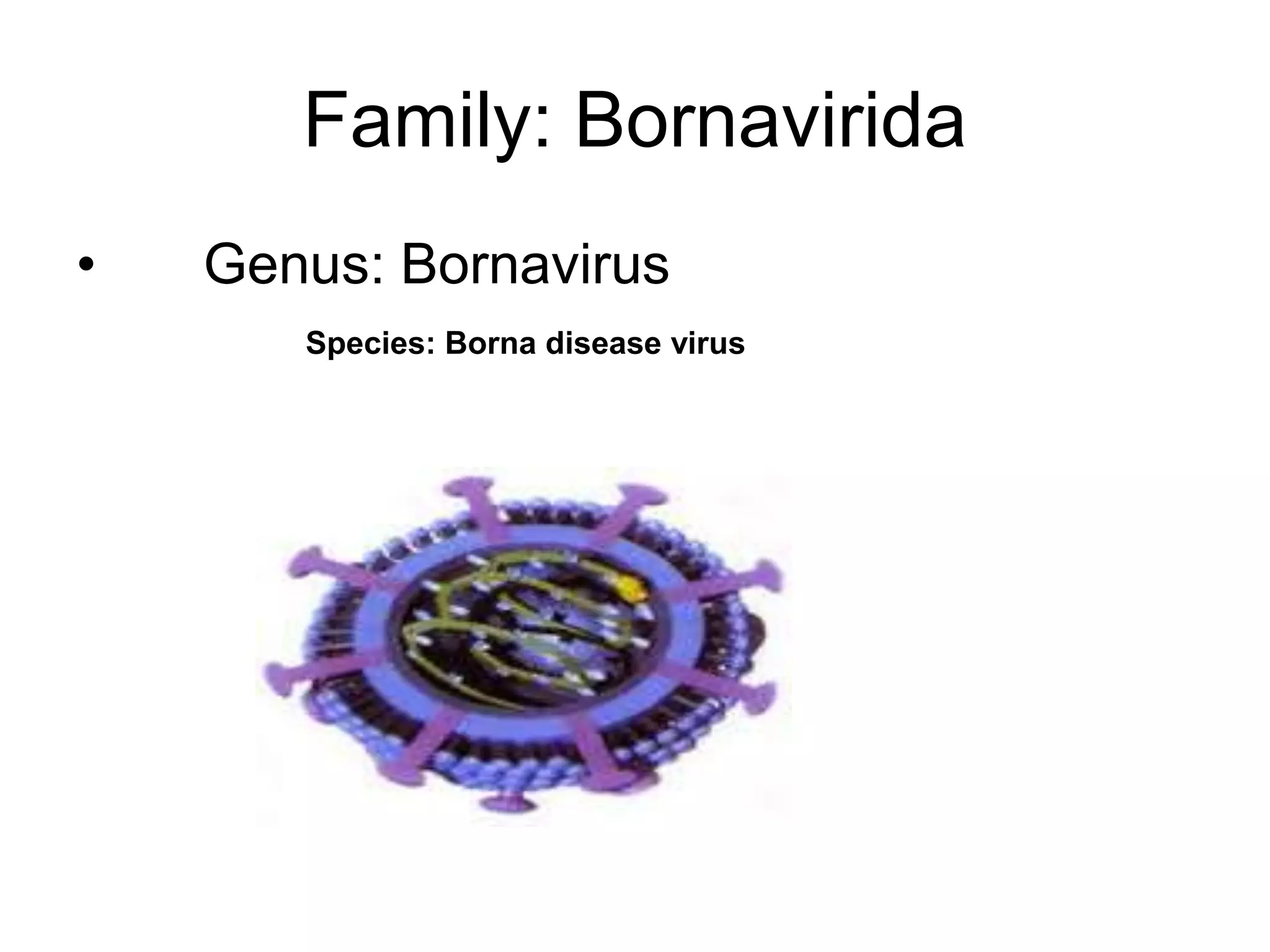 Family: Bornavirida
• Genus: Bornavirus
Species: Borna disease virus
 