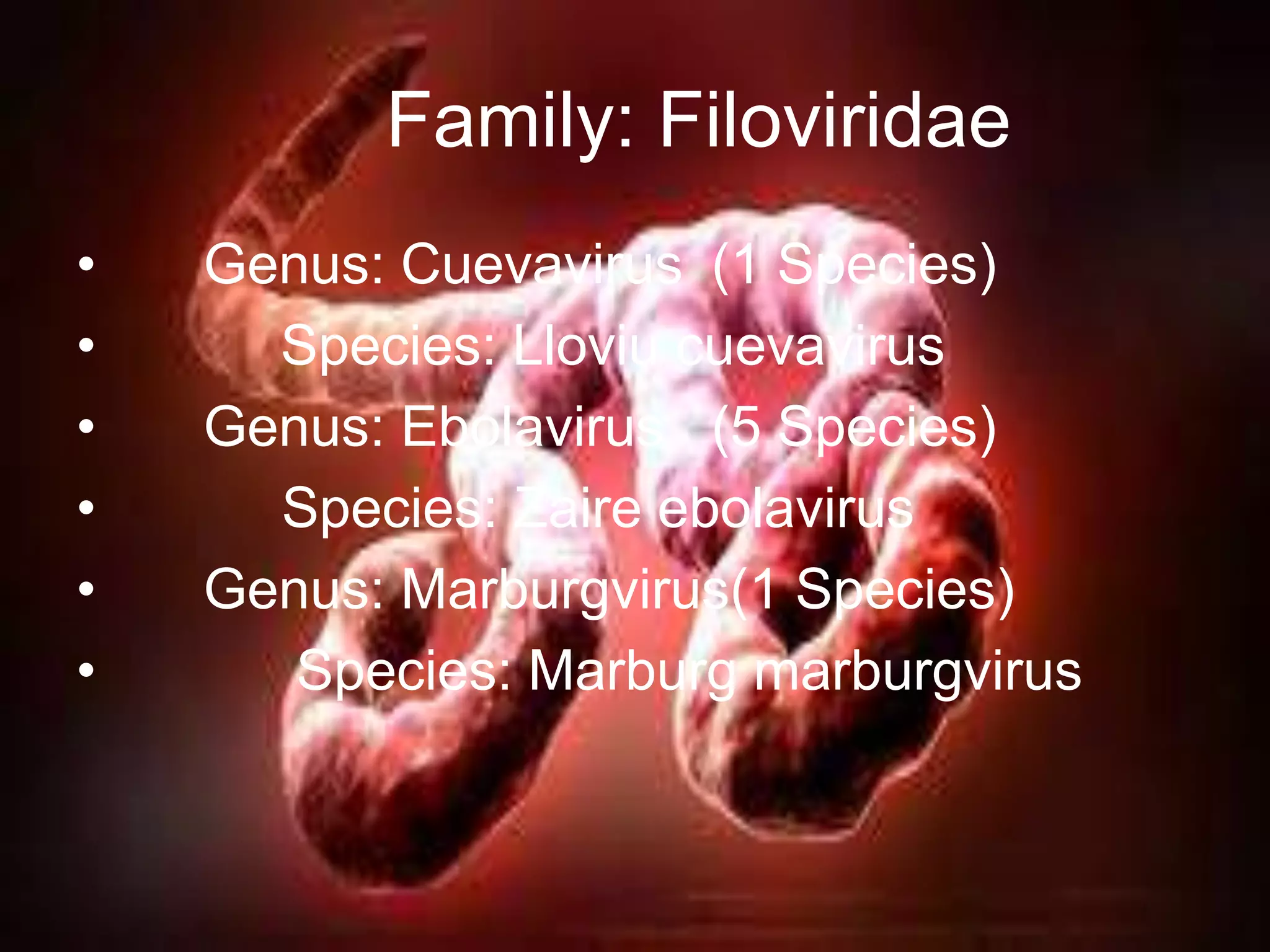 Family: Filoviridae
• Genus: Cuevavirus (1 Species)
• Species: Lloviu cuevavirus
• Genus: Ebolavirus (5 Species)
• Species: Zaire ebolavirus
• Genus: Marburgvirus(1 Species)
• Species: Marburg marburgvirus
 