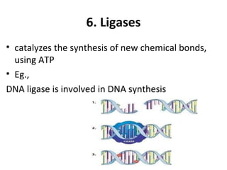 6. Ligases
• catalyzes the synthesis of new chemical bonds,
using ATP
• Eg.,
DNA ligase is involved in DNA synthesis
 
