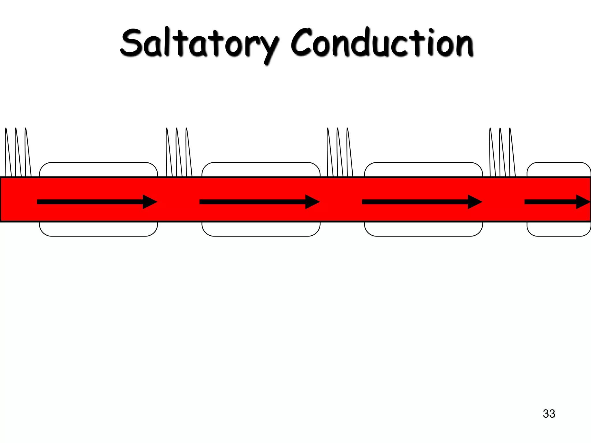 33
Saltatory Conduction
 