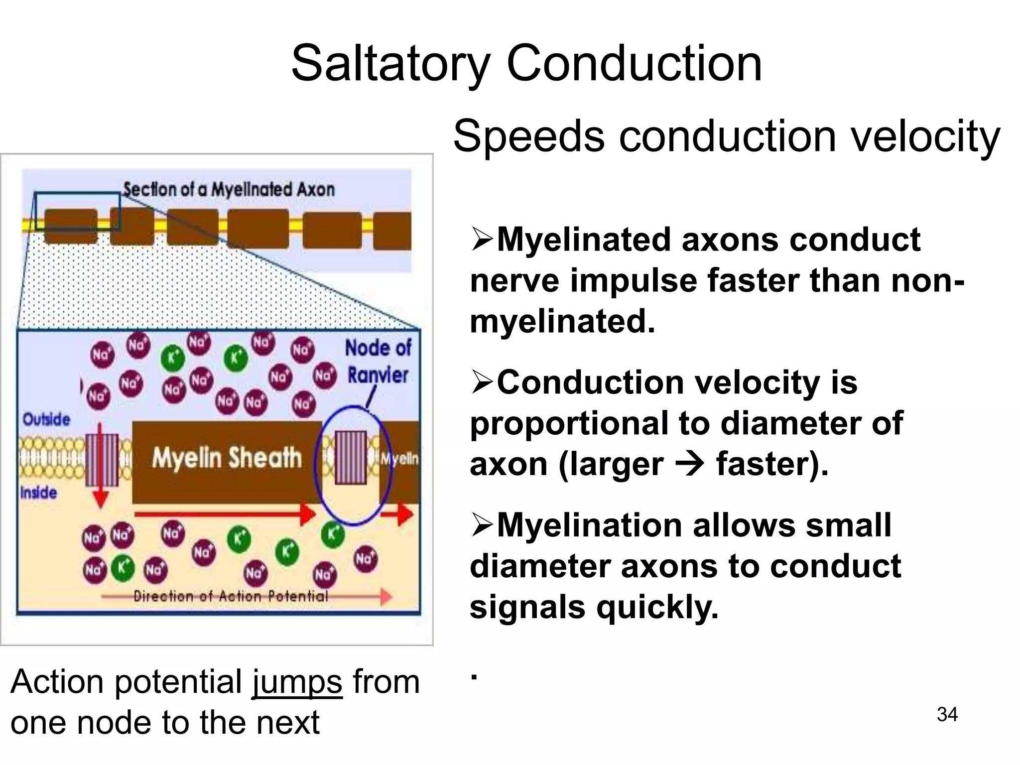 Myelinated axons conduct
nerve impulse faster than non-
myelinated.
Conduction velocity is
proportional to diameter of
axon (larger  faster).
Myelination allows small
diameter axons to conduct
signals quickly.
.
Saltatory Conduction
Action potential jumps from
one node to the next
Speeds conduction velocity
34
 