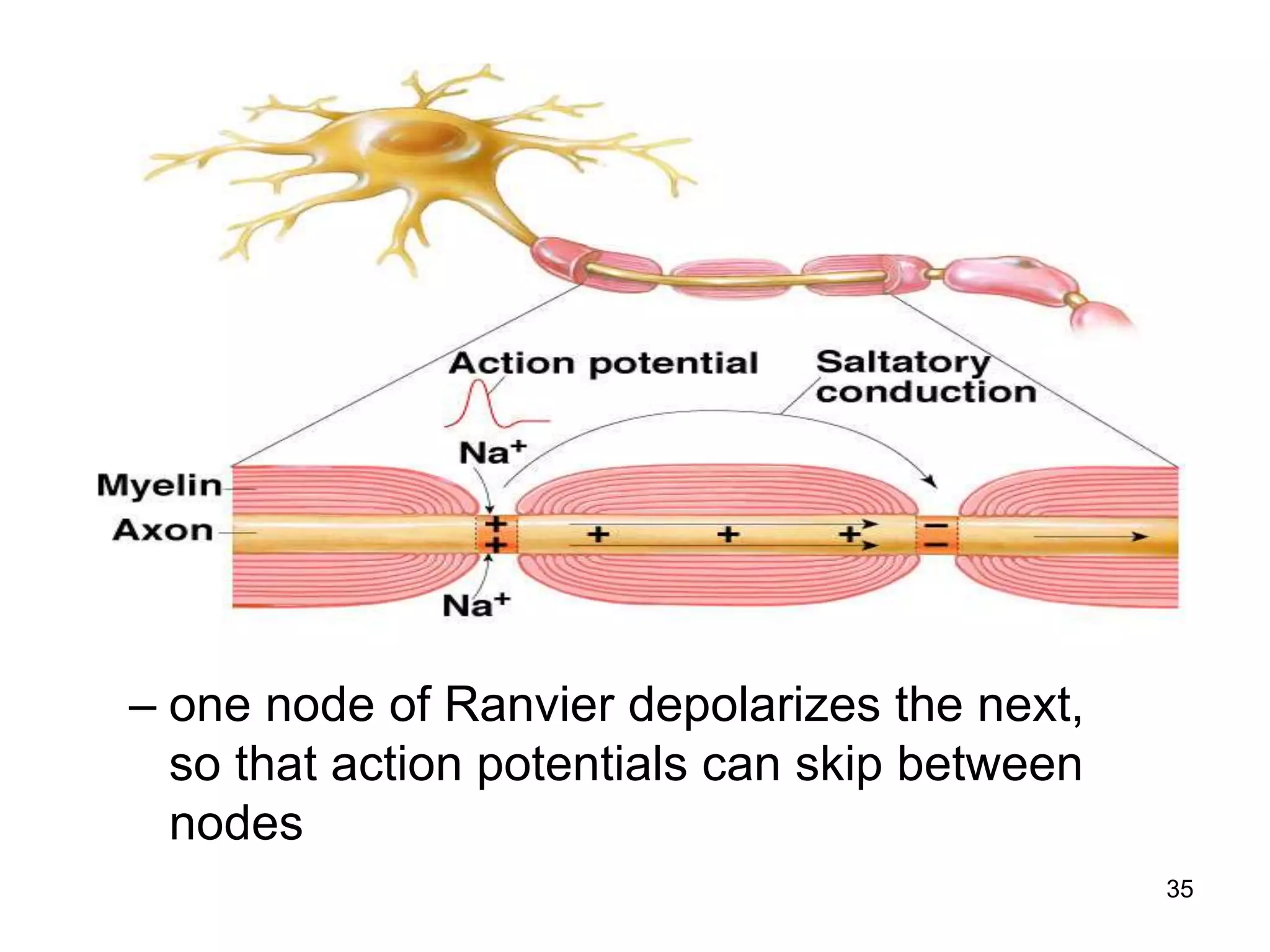 – one node of Ranvier depolarizes the next,
so that action potentials can skip between
nodes
35
 