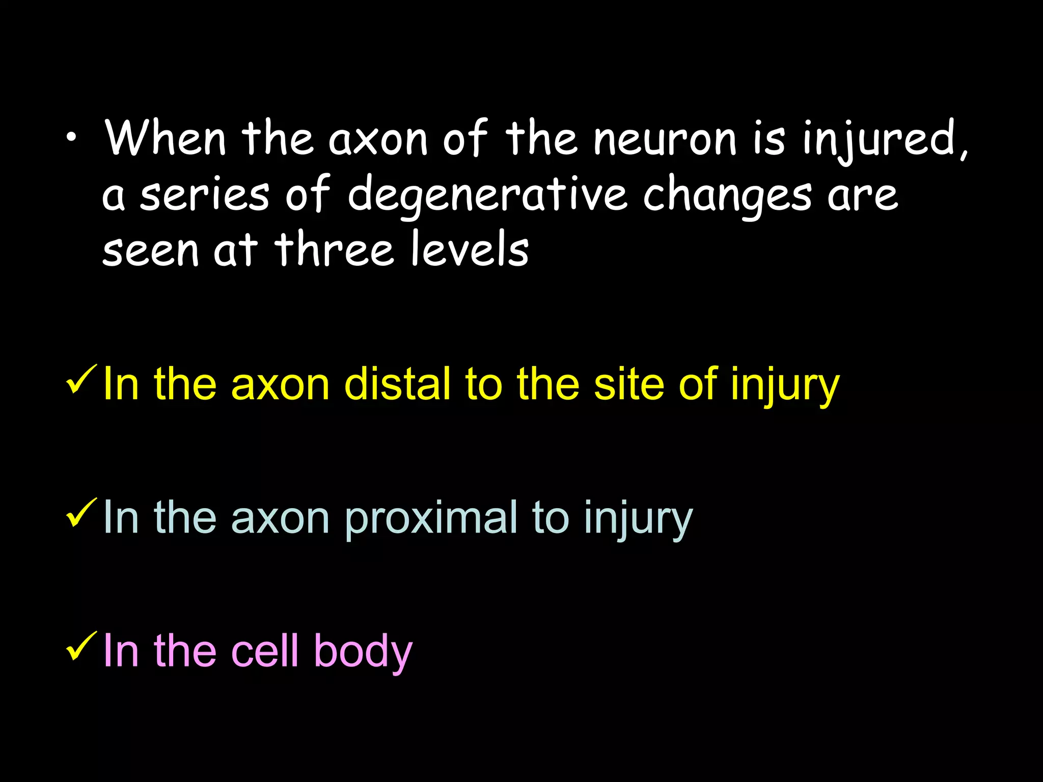 • When the axon of the neuron is injured,
a series of degenerative changes are
seen at three levels
In the axon distal to the site of injury
In the axon proximal to injury
In the cell body
41
 