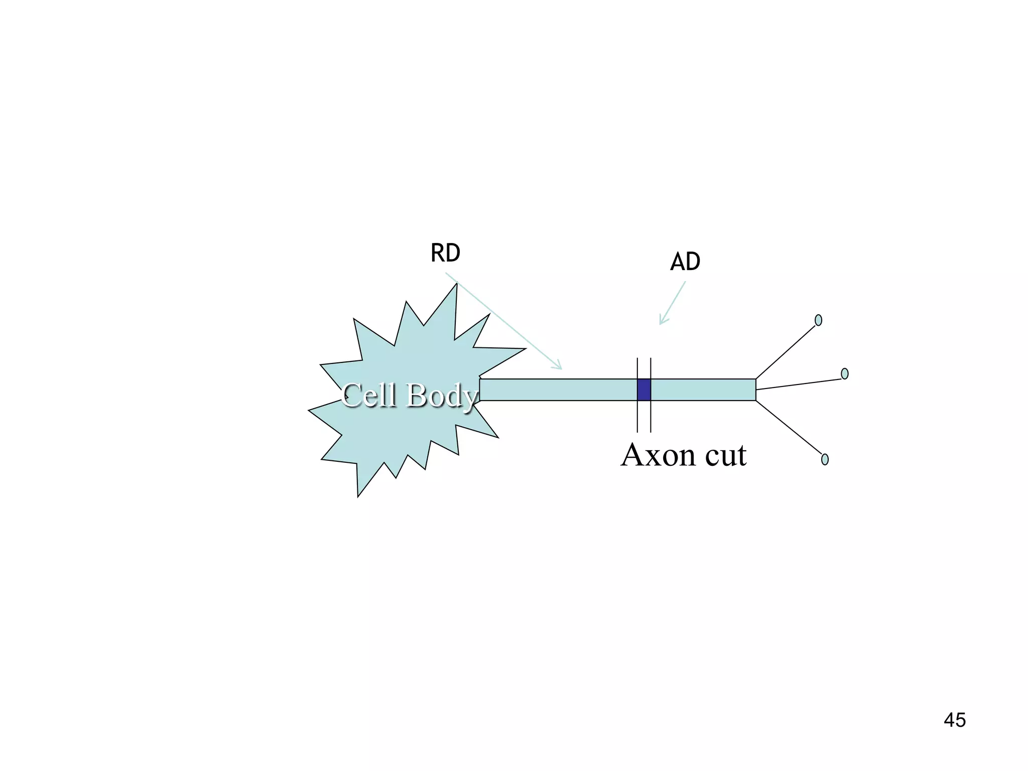 Cell Body
Axon cut
ADRD
45
 