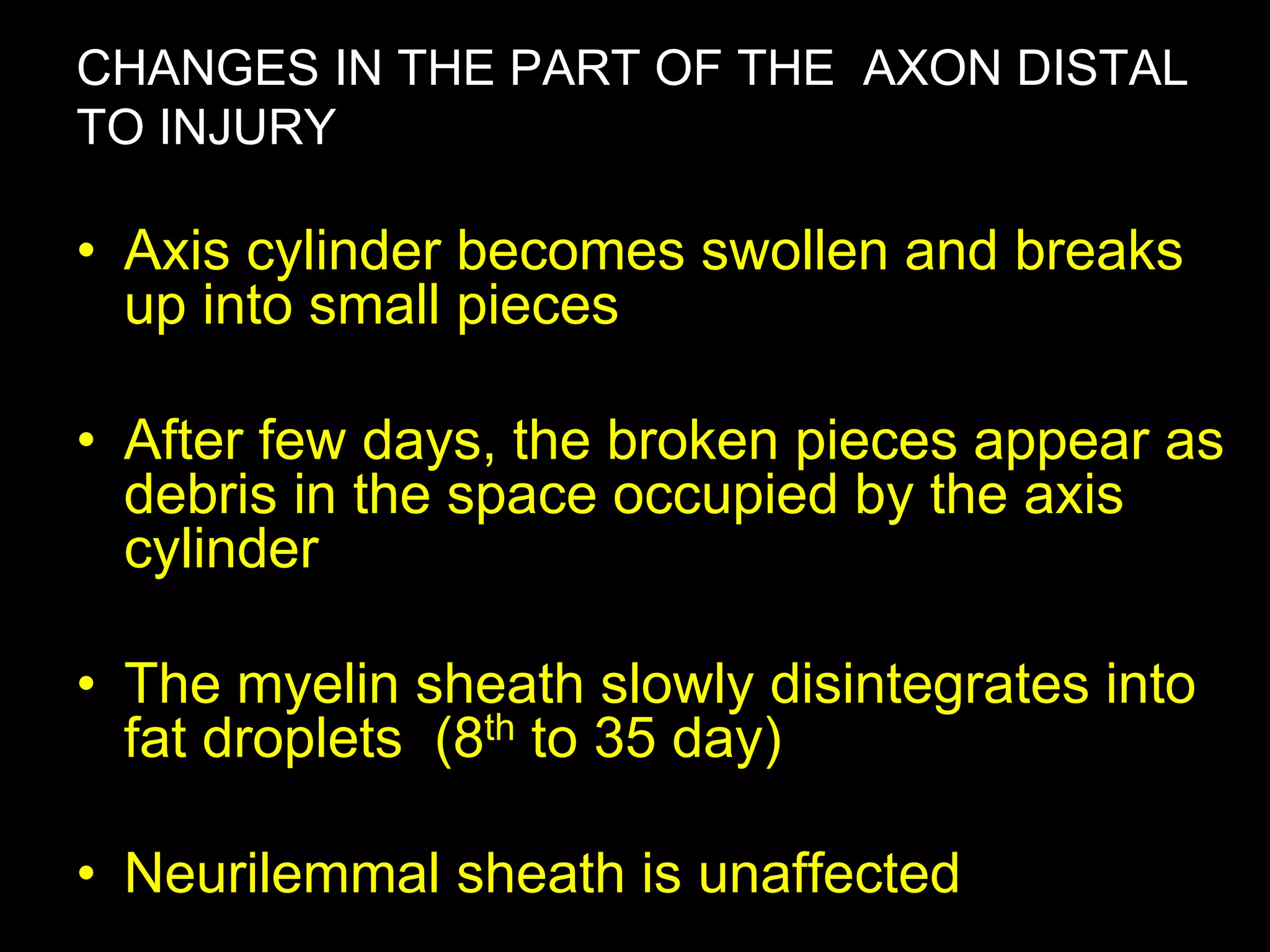 CHANGES IN THE PART OF THE AXON DISTAL
TO INJURY
• Axis cylinder becomes swollen and breaks
up into small pieces
• After few days, the broken pieces appear as
debris in the space occupied by the axis
cylinder
• The myelin sheath slowly disintegrates into
fat droplets (8th to 35 day)
• Neurilemmal sheath is unaffected 47
 
