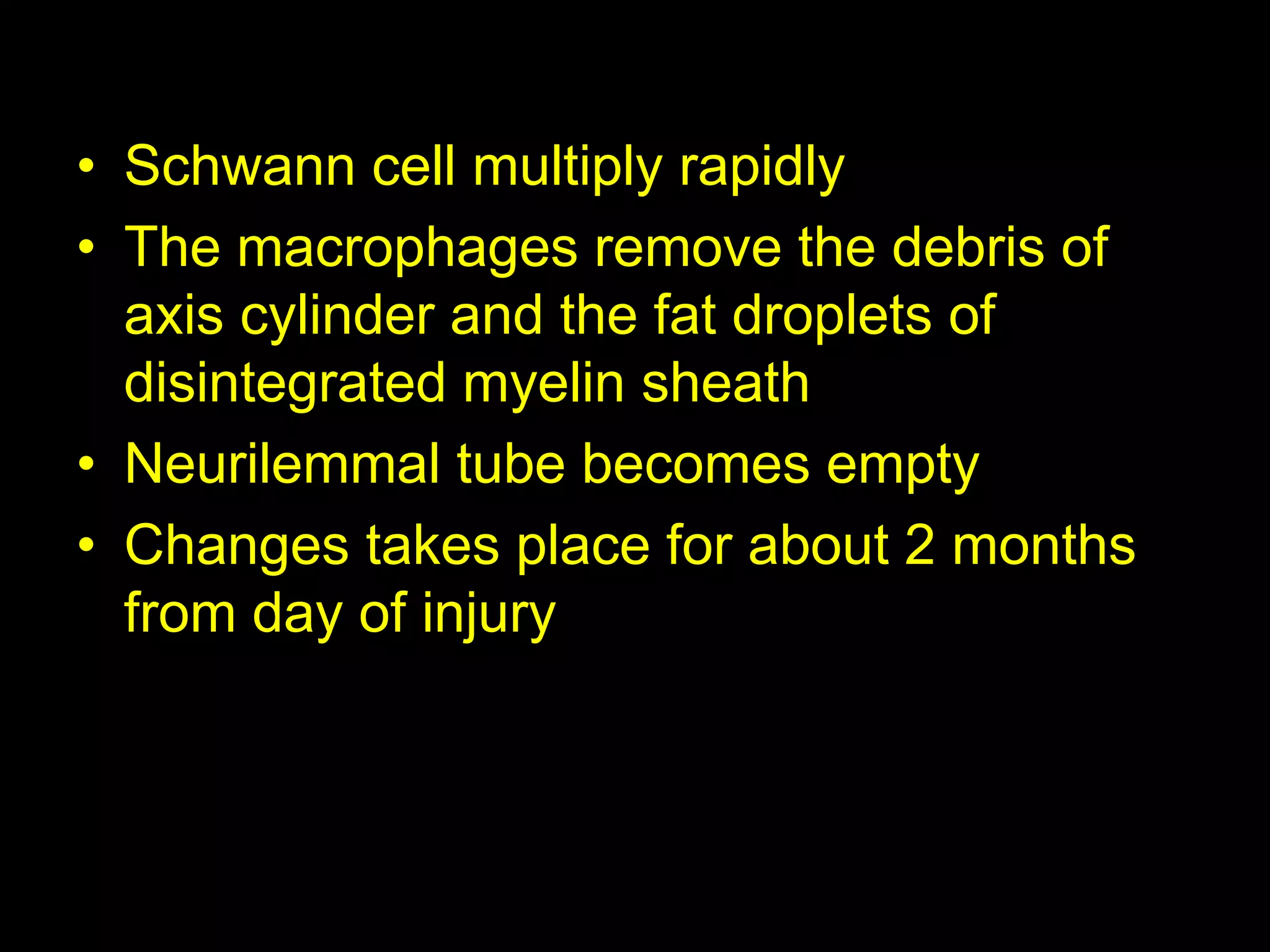 • Schwann cell multiply rapidly
• The macrophages remove the debris of
axis cylinder and the fat droplets of
disintegrated myelin sheath
• Neurilemmal tube becomes empty
• Changes takes place for about 2 months
from day of injury
48
 
