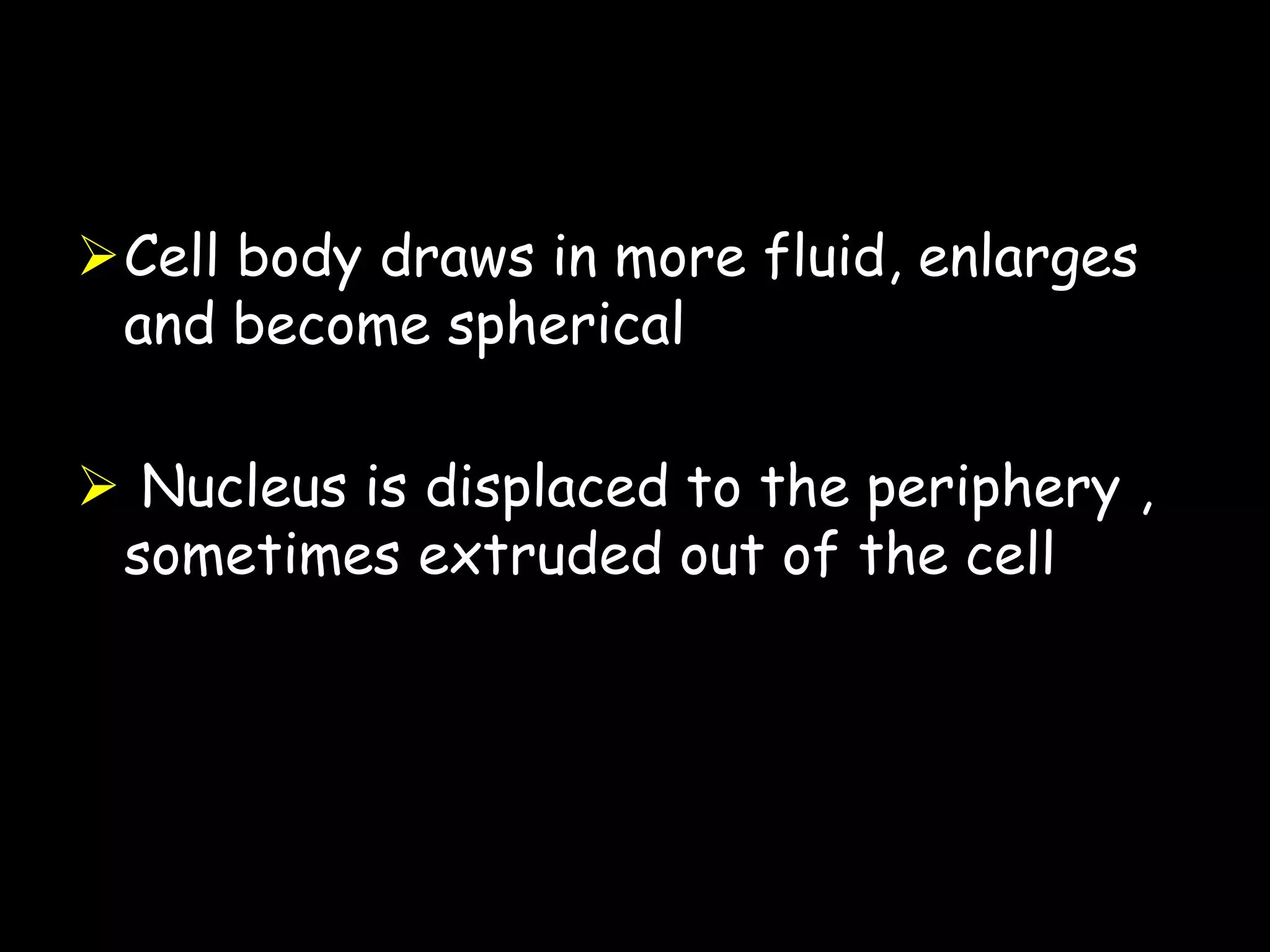 Changes in the cell body
Cell body draws in more fluid, enlarges
and become spherical
 Nucleus is displaced to the periphery ,
sometimes extruded out of the cell
51
 