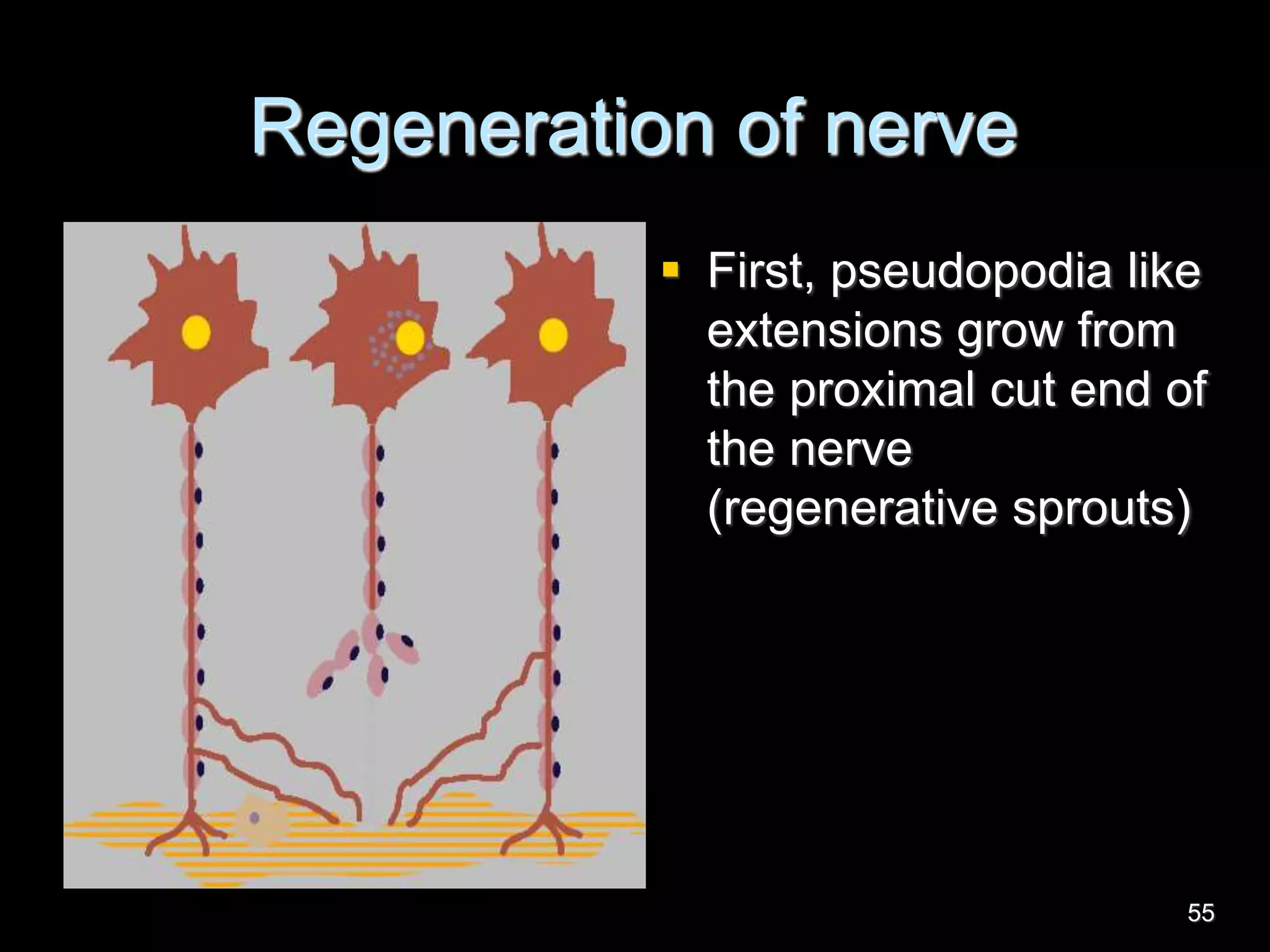 Regeneration of nerve
 First, pseudopodia like
extensions grow from
the proximal cut end of
the nerve
(regenerative sprouts)
55
 