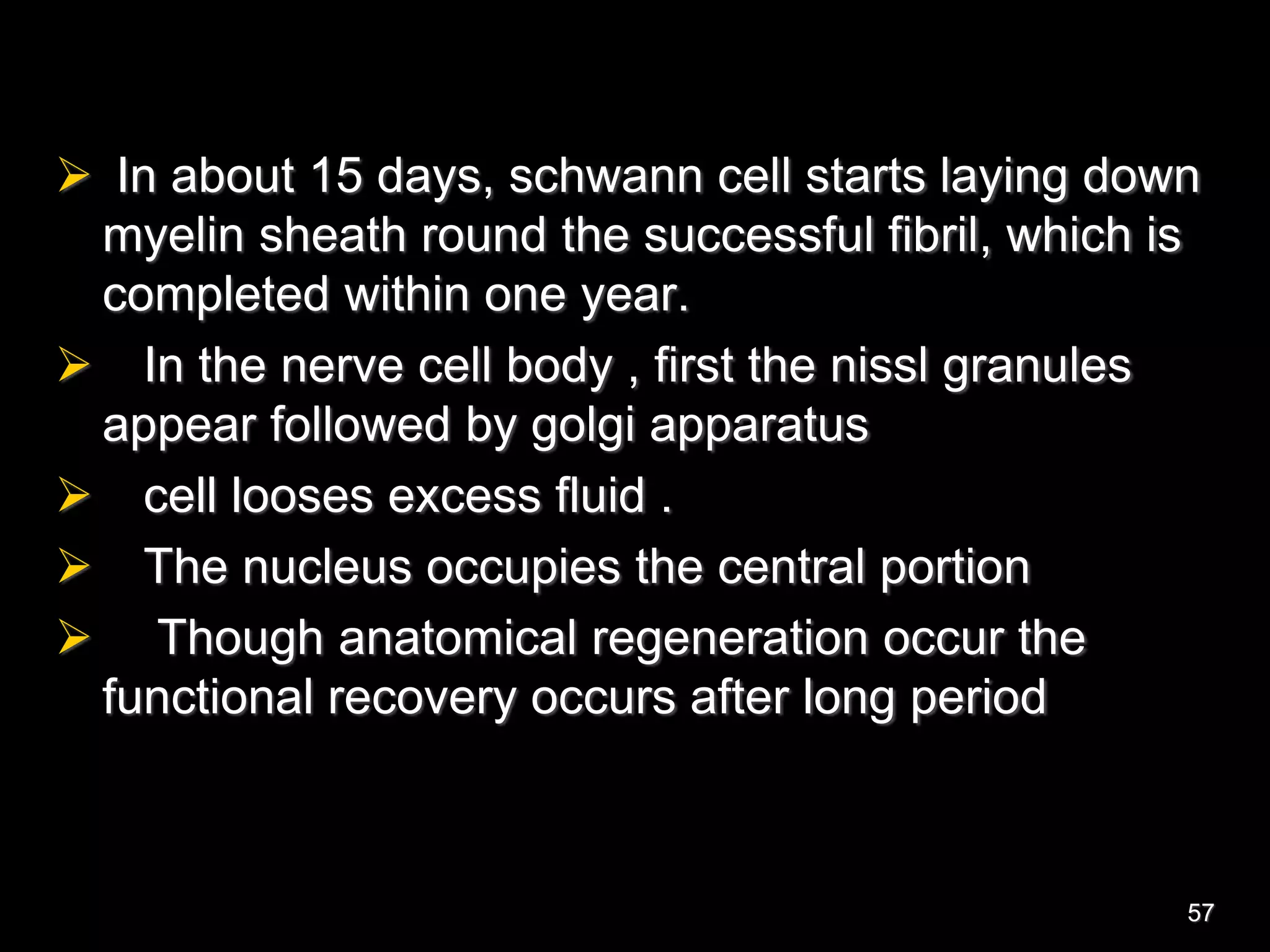  In about 15 days, schwann cell starts laying down
myelin sheath round the successful fibril, which is
completed within one year.
 In the nerve cell body , first the nissl granules
appear followed by golgi apparatus
 cell looses excess fluid .
 The nucleus occupies the central portion
 Though anatomical regeneration occur the
functional recovery occurs after long period
57
 