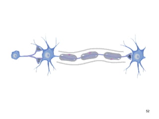 NERVE PHYSIOLOGY- CLASSIFICATION & PROPERTIES OF NERVE FIBERS | PPT