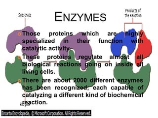 ENZYMES
 Those

proteins which are highly
specialized in their function with
catalytic activity.
 These
proteins regulate almost all
biological reactions going on inside all
living cells.
 There are about 2000 different enzymes
has been recognized; each capable of
catalyzing a different kind of biochemical
reaction.

 