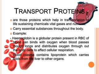 TRANSPORT PROTEINS
are those proteins which help in transportation of
life sustaining chemicals vital gases and nutrients.
 Carry essential substances throughout the body.
 Example:
- Haemoglobin is a globular protein present in RBC of
blood can binds with oxygen when blood passes
though longs and distributes oxygen through out
the body cells to affect cellular respiration.
- Blood plasma contains lipoprotein which carries
lipids from the liver to other organs.


 