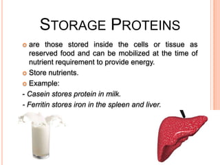 STORAGE PROTEINS
are those stored inside the cells or tissue as
reserved food and can be mobilized at the time of
nutrient requirement to provide energy.
 Store nutrients.
 Example:
- Casein stores protein in milk.
- Ferritin stores iron in the spleen and liver.


 