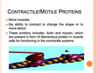 CONTRACTILE/MOTILE PROTEINS
Move muscles.
 the ability to contract to change the shape or to
move about.
 These proteins includes. Actin and myosin; which
are present in form of filamentous protein in muscle
cells for functioning in the contractile systems.


 