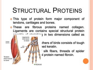 STRUCTURAL PROTEINS
This type of protein form major component of
tendons, cartilages and bones.
 These are fibrous proteins named collagen.
Ligaments are contains special structural protein
capable of stretching in two dimensions called as
elastin.
 Hairs finger nails, feathers of birds consists of tough
insoluble protein named keratin.
 Major component of silk fibers, threads of spider
web contain structural protein named fibroin.


 