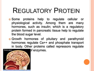 REGULATORY PROTEIN
Some proteins help to regulate cellular or
physiological activity. Among them are many
hormones, such as insulin; which is a regulatory
protein formed in pancreatic tissue help to regulate
the blood sugar level.
 Growth hormones of pituitary and parathyroid
hormones regulate Ca++ and phosphate transport
in body. Other proteins called repressors regulate
biosynthesis of enzymes.


 