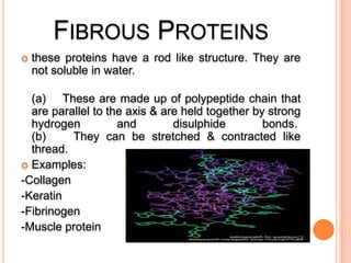 FIBROUS PROTEINS


these proteins have a rod like structure. They are
not soluble in water.

(a) These are made up of polypeptide chain that
are parallel to the axis & are held together by strong
hydrogen
and
disulphide
bonds.
(b)
They can be stretched & contracted like
thread.
 Examples:
-Collagen
-Keratin
-Fibrinogen
-Muscle protein

 