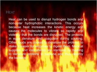 HEAT
Heat can be used to disrupt hydrogen bonds and
non-polar hydrophobic interactions. This occurs
because heat increases the kinetic energy and
causes the molecules to vibrate so rapidly and
violently that the bonds are disrupted. The proteins
in eggs denature and coagulate during cooking.
Other foods are cooked to denature the proteins to
make it easier for enzymes to digest them. Medical
supplies and instruments are sterilized by heating
to denature proteins in bacteria and thus destroy
the bacteria.

 
