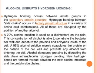 ALCOHOL DISRUPTS HYDROGEN BONDING:




Hydrogen bonding occurs between amide groups in
the secondary protein structure. Hydrogen bonding between
"side chains" occurs in tertiary protein structure in a variety of
amino acid combinations. All of these are disrupted by the
addition of another alcohol.
A 70% alcohol solution is used as a disinfectant on the skin.
This concentration of alcohol is able to penetrate the bacterial
cell wall and denature the proteins and enzymes inside of the
cell. A 95% alcohol solution merely coagulates the protein on
the outside of the cell wall and prevents any alcohol from
entering the cell. Alcohol denatures proteins by disrupting the
side chain intramolecular hydrogen bonding. New hydrogen
bonds are formed instead between the new alcohol molecule
and the protein side chains.

 