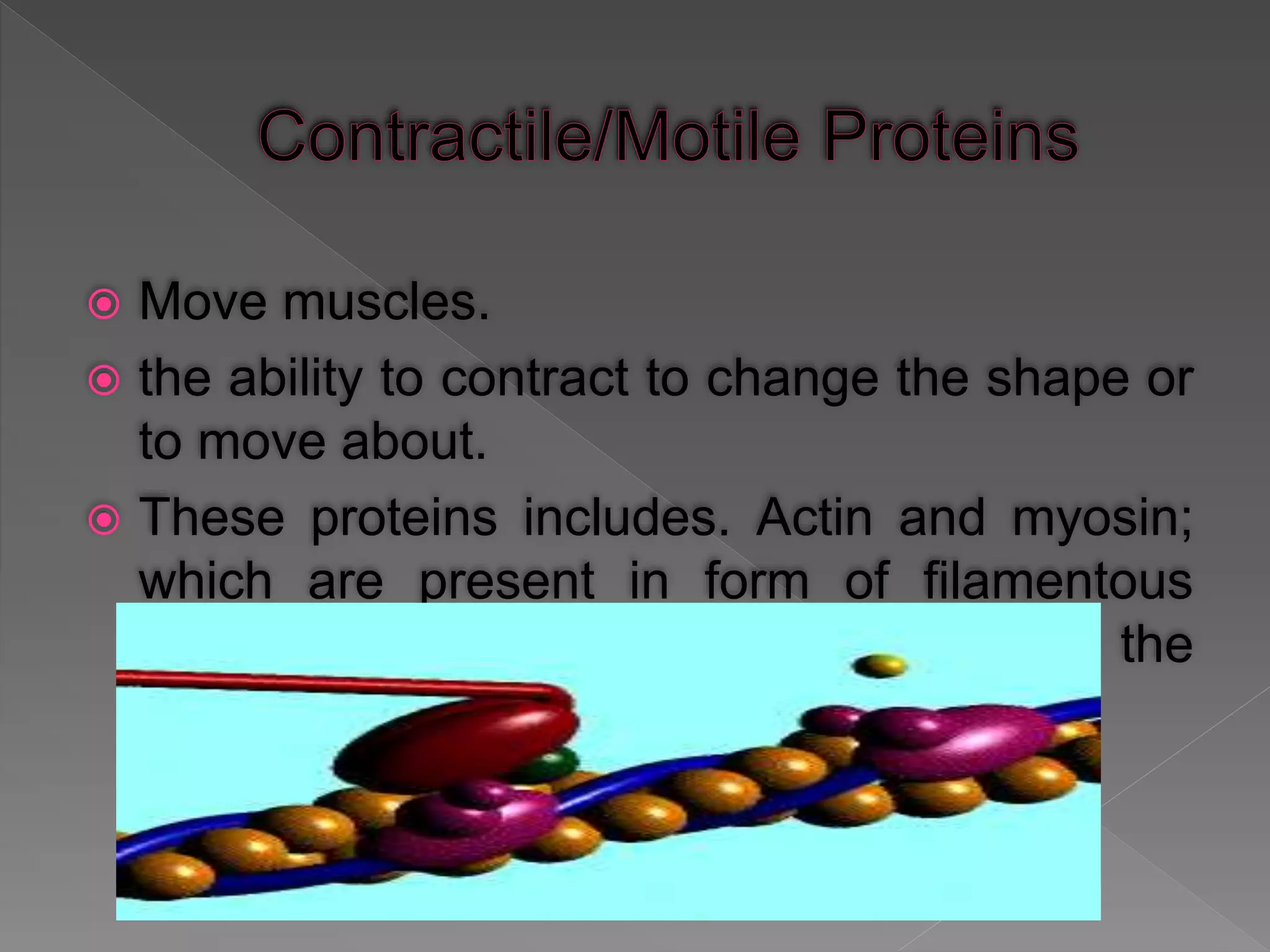  Move muscles.
 the ability to contract to change the shape or
to move about.
 These proteins includes. Actin and myosin;
which are present in form of filamentous
protein in muscle cells for functioning in the
contractile systems.
 