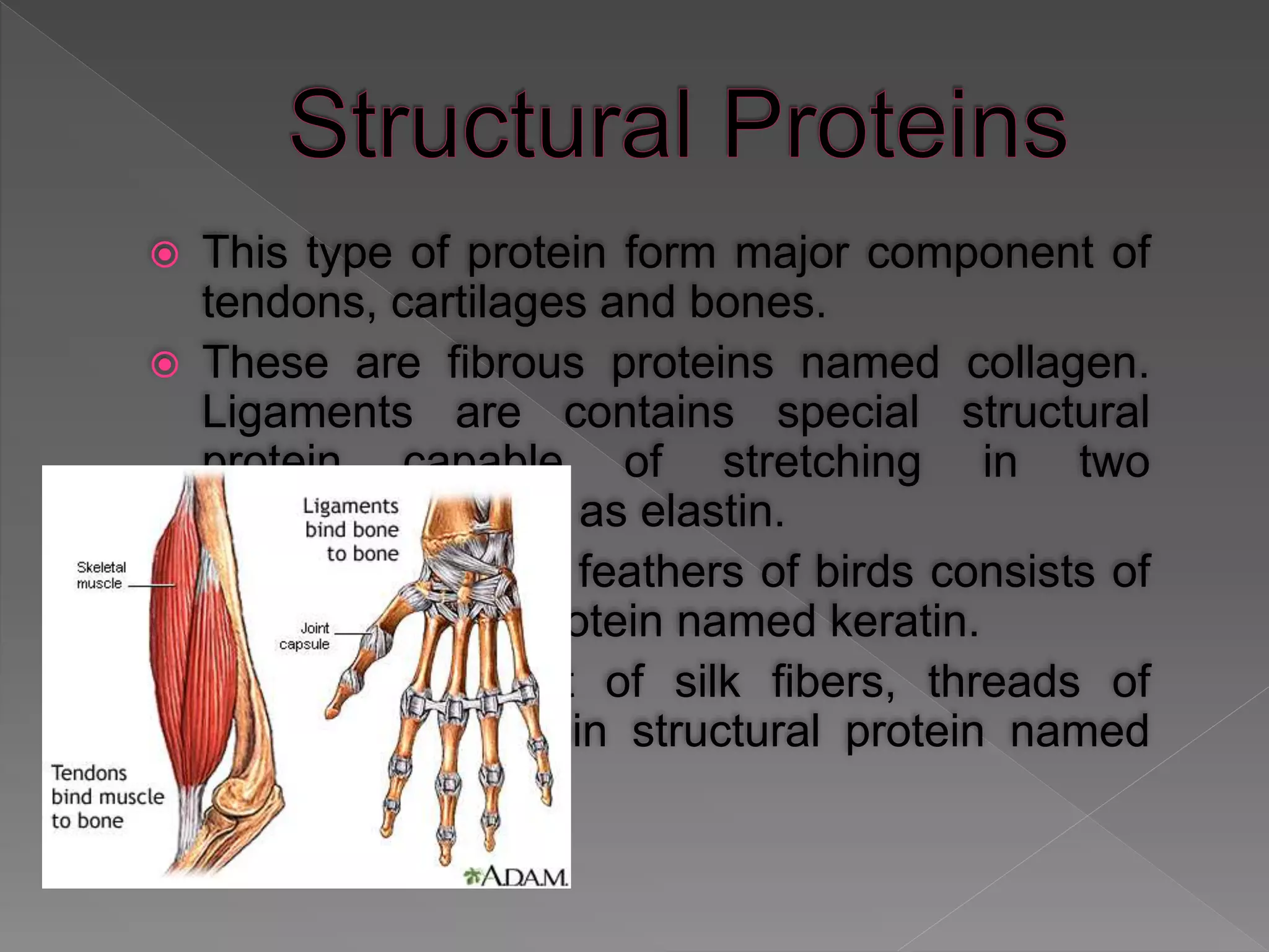  This type of protein form major component of
tendons, cartilages and bones.
 These are fibrous proteins named collagen.
Ligaments are contains special structural
protein capable of stretching in two
dimensions called as elastin.
 Hairs finger nails, feathers of birds consists of
tough insoluble protein named keratin.
 Major component of silk fibers, threads of
spider web contain structural protein named
fibroin.
 