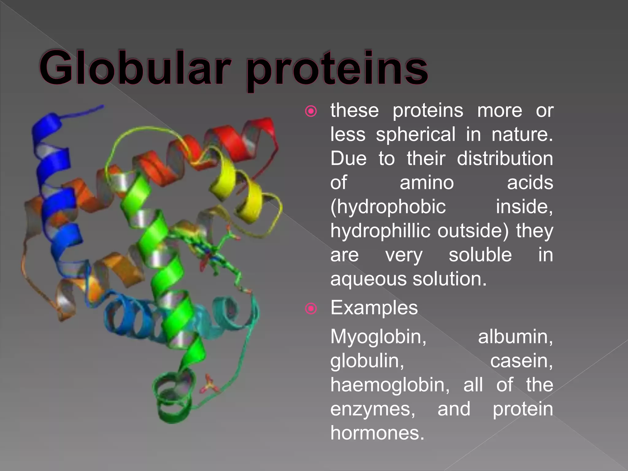  these proteins more or
less spherical in nature.
Due to their distribution
of amino acids
(hydrophobic inside,
hydrophillic outside) they
are very soluble in
aqueous solution.
 Examples
Myoglobin, albumin,
globulin, casein,
haemoglobin, all of the
enzymes, and protein
hormones.
 