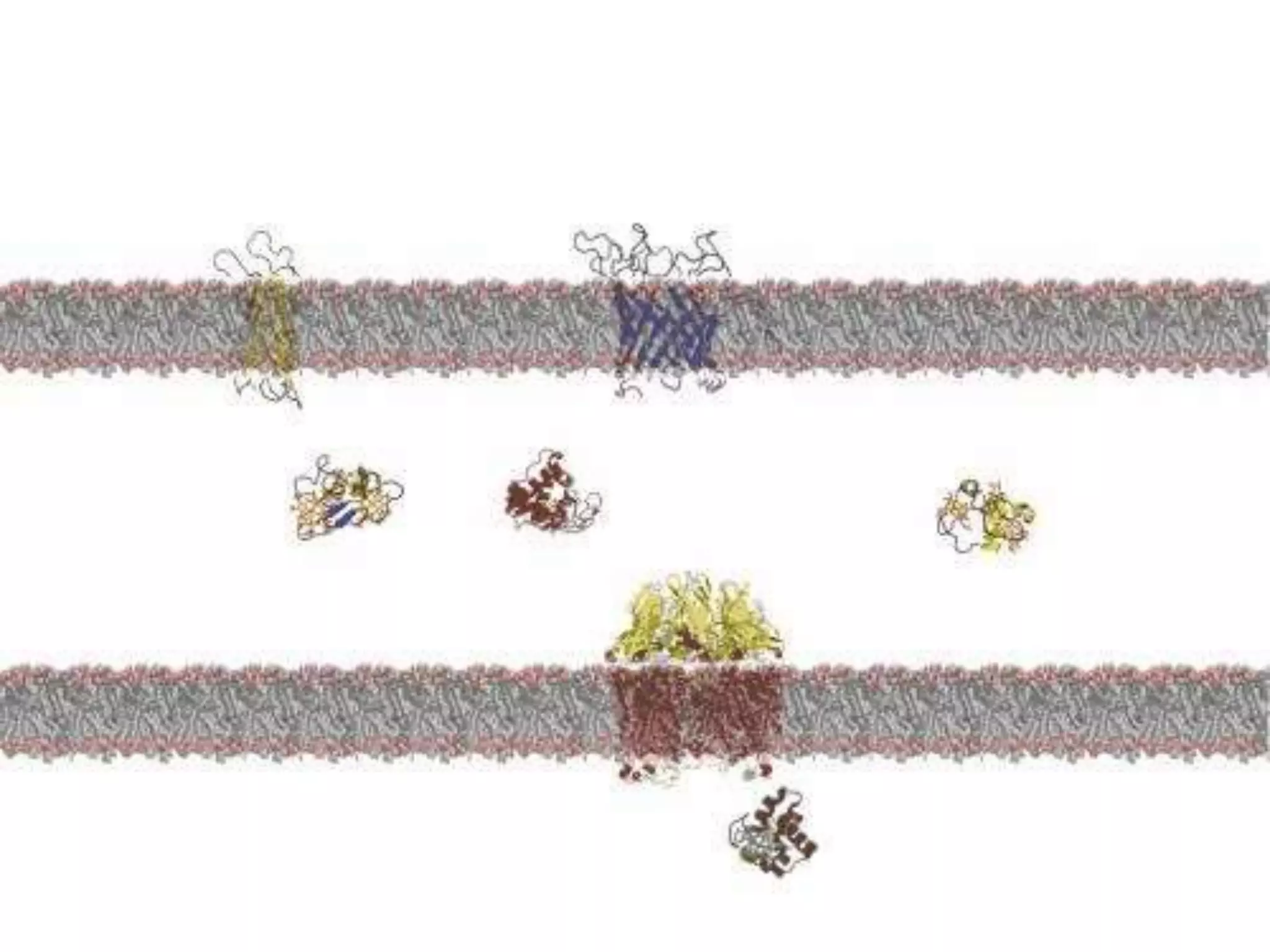  These are protein which are in association
with lipid membranes.
 Those membrane proteins that are embedded
in the lipid bilayer have extensive hydrophobic
amino acids that interact with the non-polar
environment of the bilayer interior.
 Membrane proteins are not soluble in aqueous
solution.
 