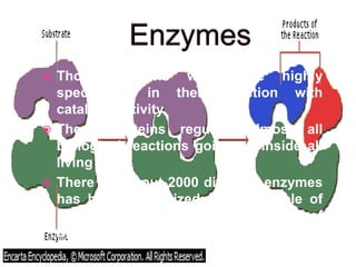  Those proteins which are highly
specialized in their function with
catalytic activity.
 These proteins regulate almost all
biological reactions going on inside all
living cells.
 There are about 2000 different enzymes
has been recognized; each capable of
catalyzing a different kind of
biochemical reaction.
 