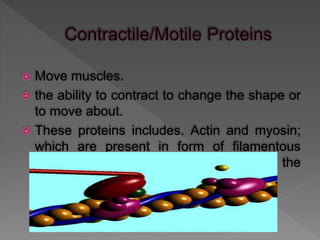  Move muscles.
 the ability to contract to change the shape or
to move about.
 These proteins includes. Actin and myosin;
which are present in form of filamentous
protein in muscle cells for functioning in the
contractile systems.
 